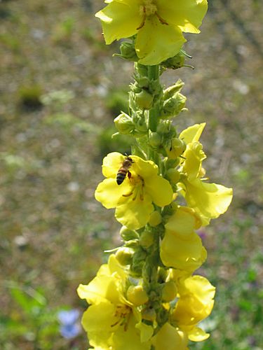 un ape su un fiore di fianco alla nostra tenda, a Vinadio